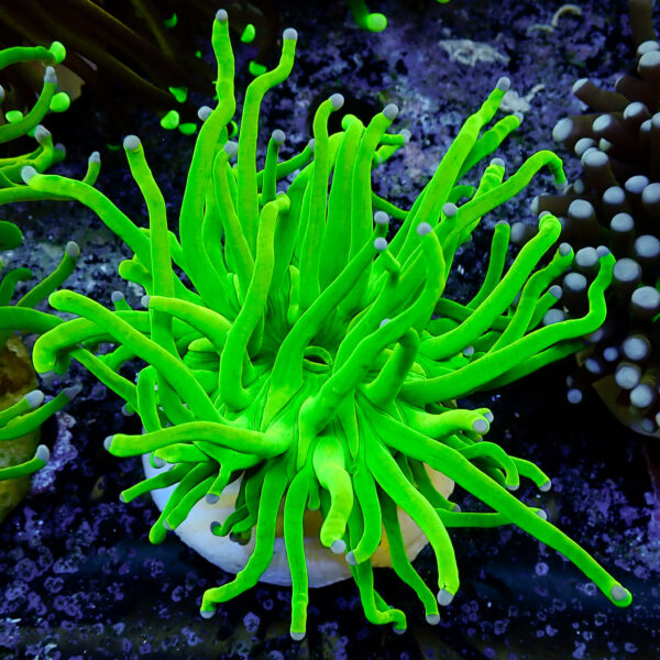 TC Euphyllia glabrecens Holy Grail 24K - Imagen 2