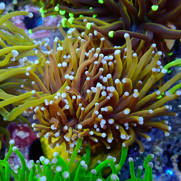 TC Euphyllia glabrecens Indo Gold 2 cabezas - Imagen 2