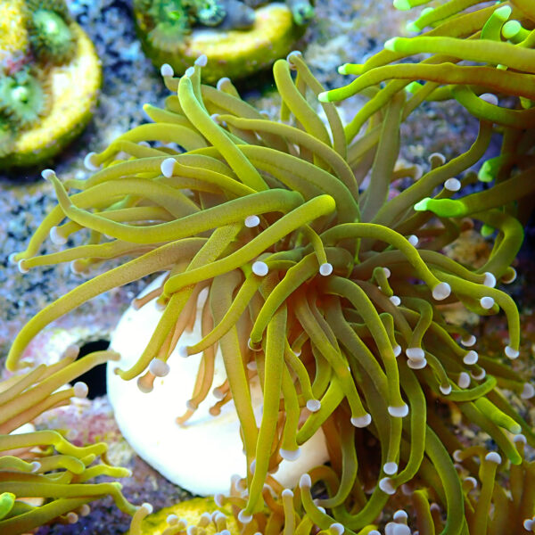TC Euphyllia glabrecens Rapunzel - Imagen 2