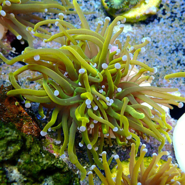 TC Euphyllia glabrecens Rapunzel - Imagen 2