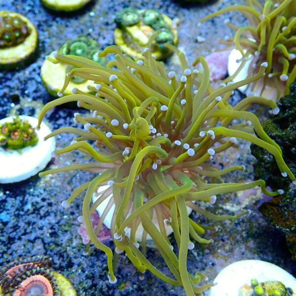 TC Euphyllia glabrecens Rapunzel doble cabeza - Imagen 2