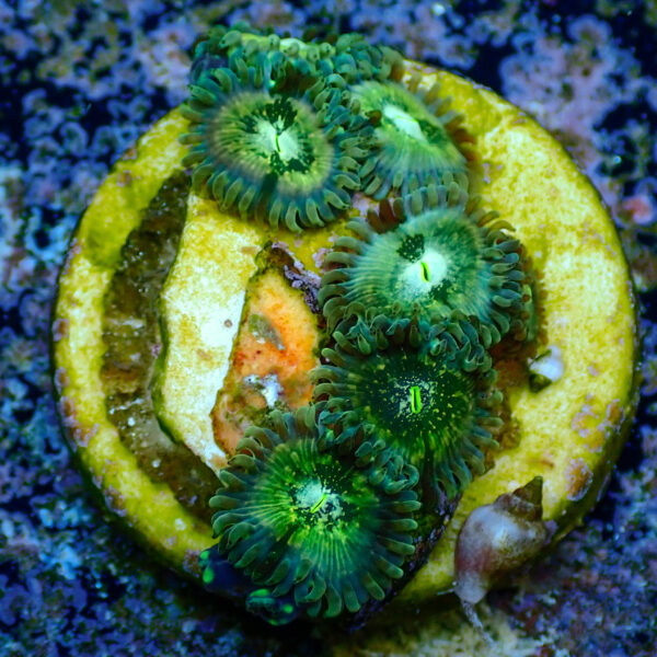 TC Zoanthus Hawaian People Eater - Imagen 2