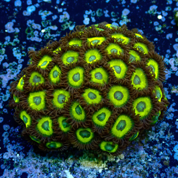 TC Zoanthus Lemon Kisses colonia - Imagen 2