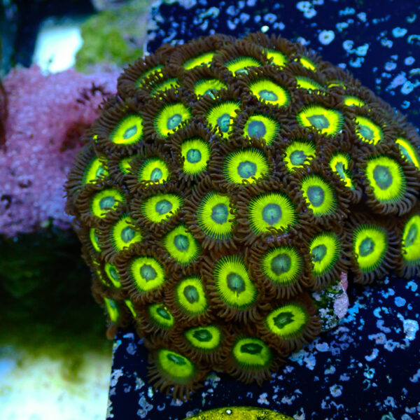 TC Zoanthus Lemon Kisses colonia - Imagen 2