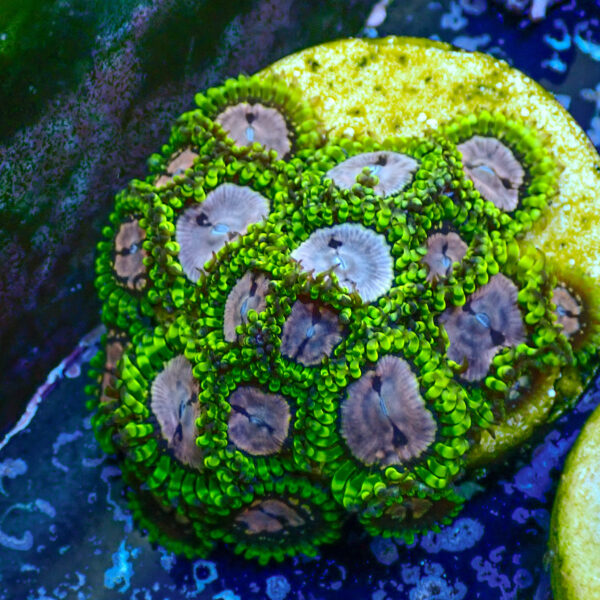 TC Zoanthus Purple Monster colonia - Imagen 2