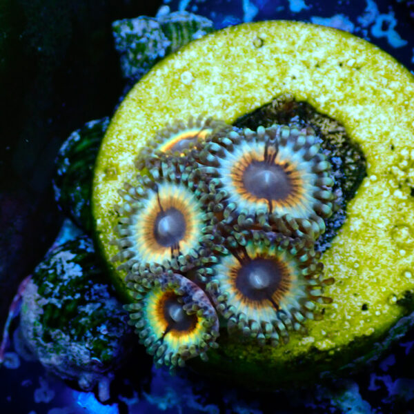TC Zoanthus Vampire in Drag - Imagen 2