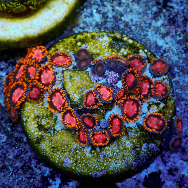 TC Zoanthus KH Sunburst mini colonia - Imagen 2