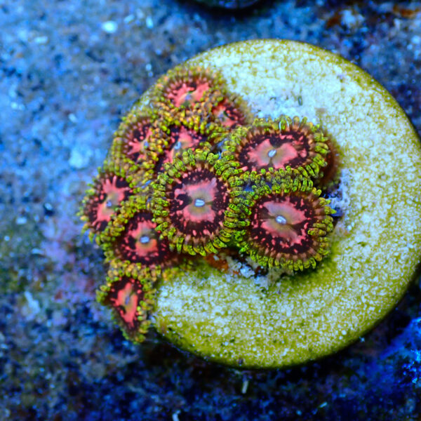 TC Zoanthus Space Chaos - Imagen 2