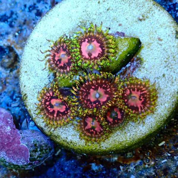 TC Zoanthus Space Chaos - Imagen 2