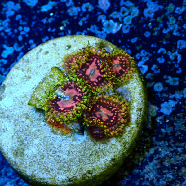 TC Zoanthus Space Chaos - Imagen 2