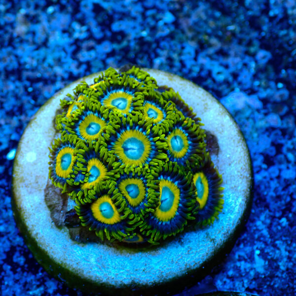 TC Zoanthus Scrambled Eggs - Imagen 2