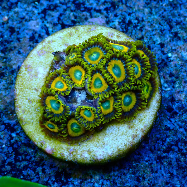 TC Zoanthus Scrambled Eggs - Imagen 2