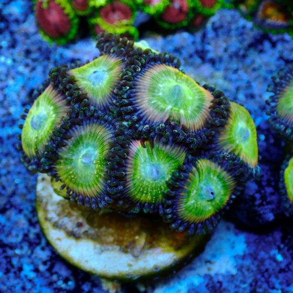 TC Zoanthus Candy Apple Rainbow - Imagen 2