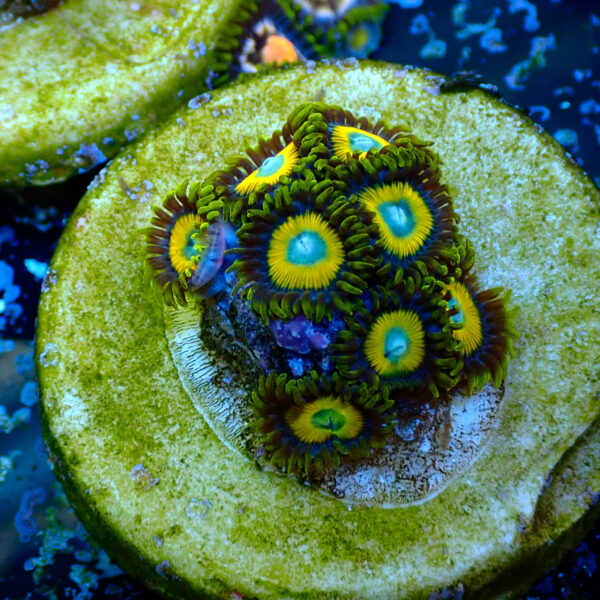 TC Zoanthus Scrambled Eggs - Imagen 2