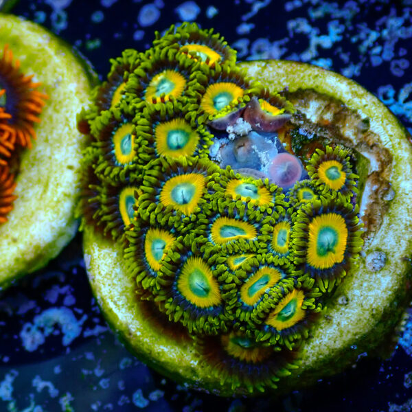 TC Zoanthus Scrambled Eggs mini colonia - Imagen 2