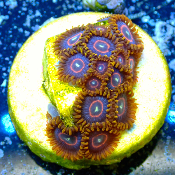 TC Zoanthus Red Hornets - Imagen 2