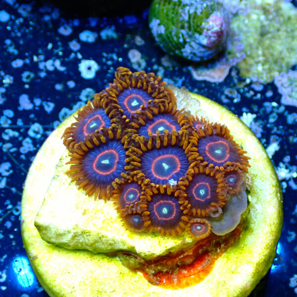 TC Zoanthus Red Hornets - Imagen 2