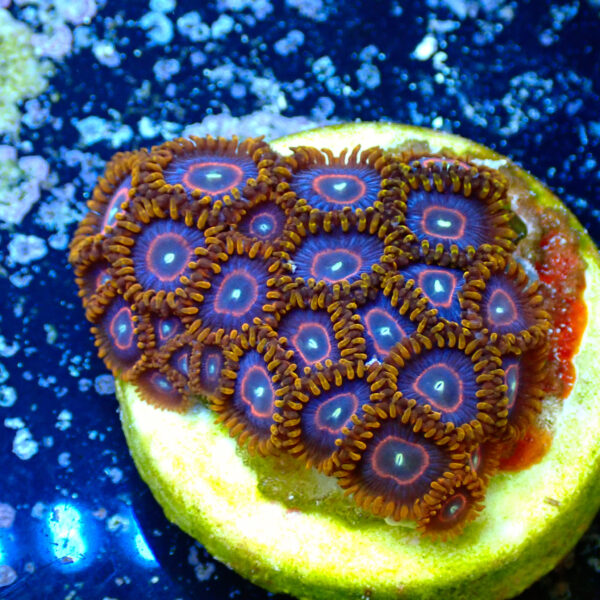 TC Zoanthus Red Hornets - Imagen 2