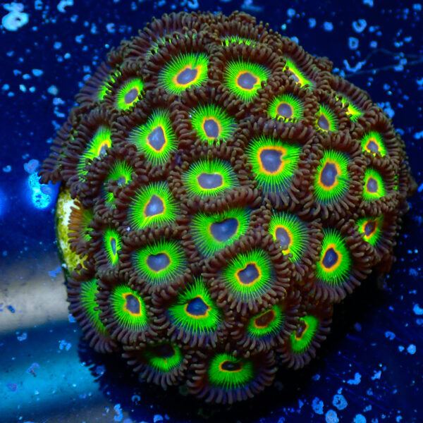 TC Zoanthus Rasta Cousin colonia - Imagen 2