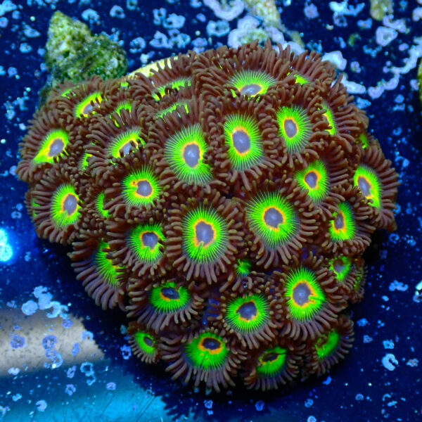 TC Zoanthus Rasta Cousin colonia - Imagen 2