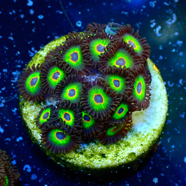 TC Zoanthus Rasta Cousin - Imagen 2