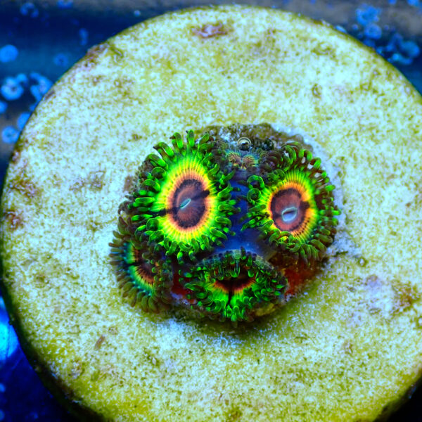 TC Zoanthus Little Shop of Horrors - Imagen 2