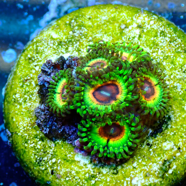 TC Zoanthus Little Shop of Horrors - Imagen 2