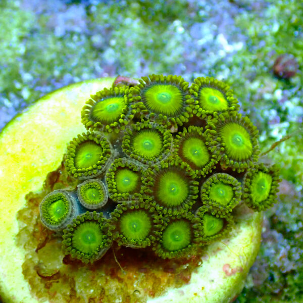 TC Zoanthus Sun Drops - Imagen 2