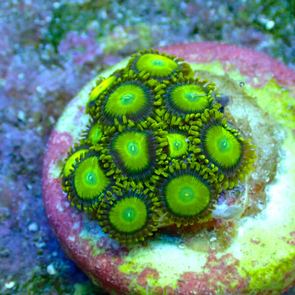 TC Zoanthus Sun Drops - Imagen 2