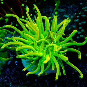 TC Euphyllia glabrecens Holy Grail 24K