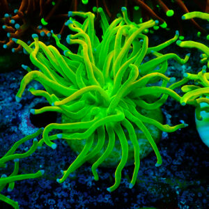 TC Euphyllia glabrecens Holy Grail