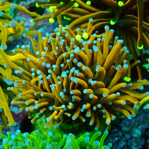 TC Euphyllia glabrecens Indo Gold 2 cabezas