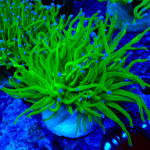 TC Euphyllia glabrecens Toxic Green 2 cabezas
