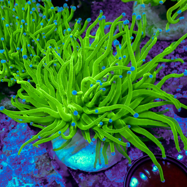 TC Euphyllia glabrecens Toxic Green 2 cabezas - Imagen 2