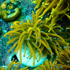 TC Euphyllia glabrecens Rapunzel