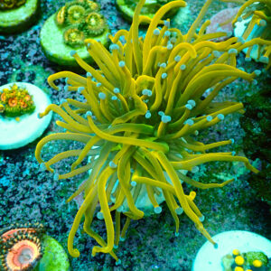 TC Euphyllia glabrecens Rapunzel doble cabeza