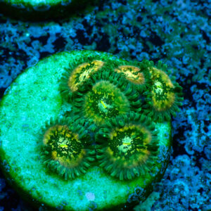 TC Zoanthus Hawaian People Eater