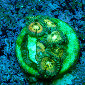 TC Zoanthus Hawaian People Eater