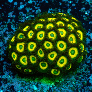 TC Zoanthus Lemon Kisses colonia