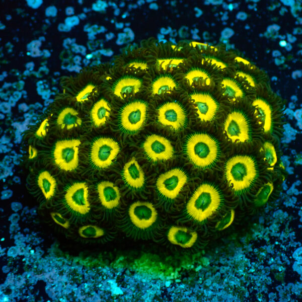 TC Zoanthus Lemon Kisses colonia