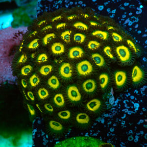 TC Zoanthus Lemon Kisses colonia