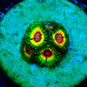 TC Zoanthus Little Shop of Horrors