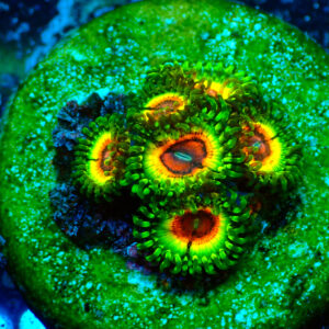 TC Zoanthus Little Shop of Horrors