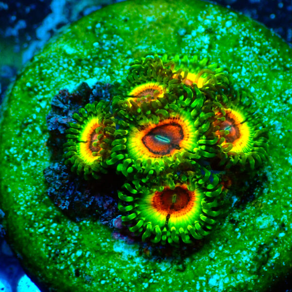 TC Zoanthus Little Shop of Horrors
