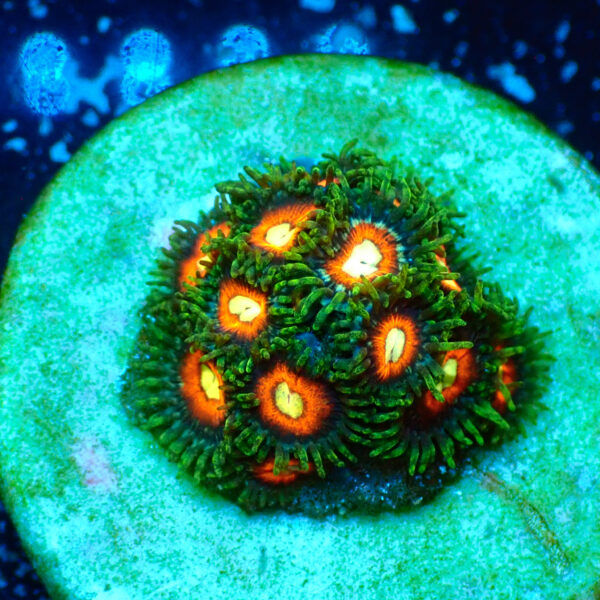 TC Zoanthus Dragon Ball Z