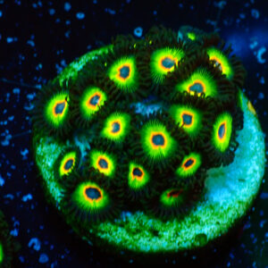 TC Zoanthus Rasta Cousin