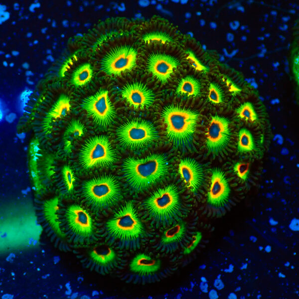 TC Zoanthus Rasta Cousin colonia