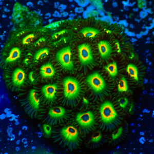 TC Zoanthus Rasta Cousin colonia