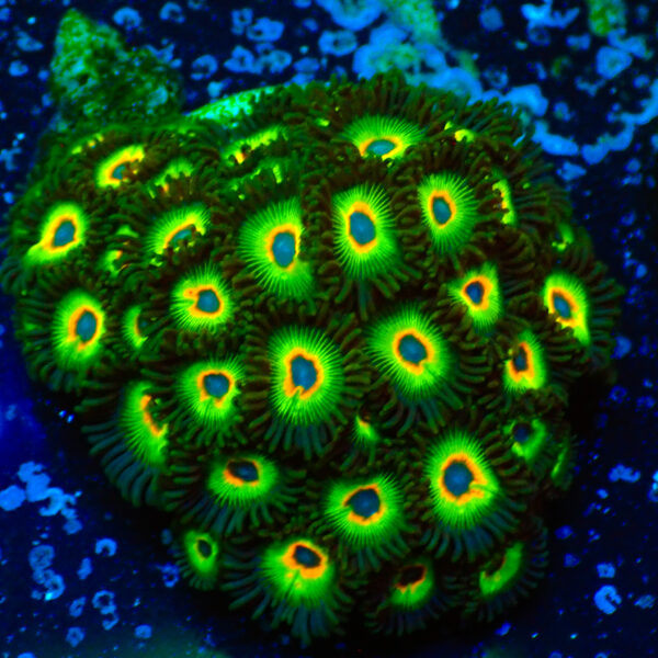 TC Zoanthus Rasta Cousin colonia