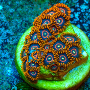 TC Zoanthus Red Hornets